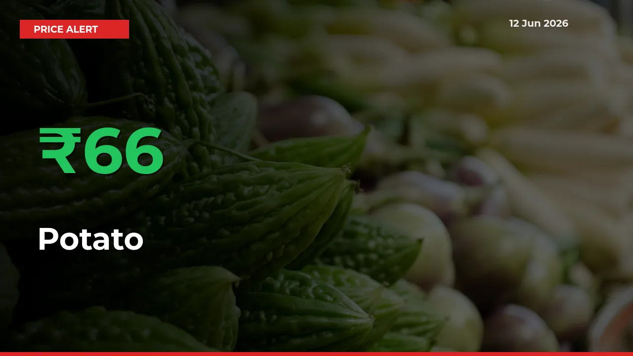 Sharp Jump! Potato Prices Climb 66.19% in 24 Hours at Key Mandis