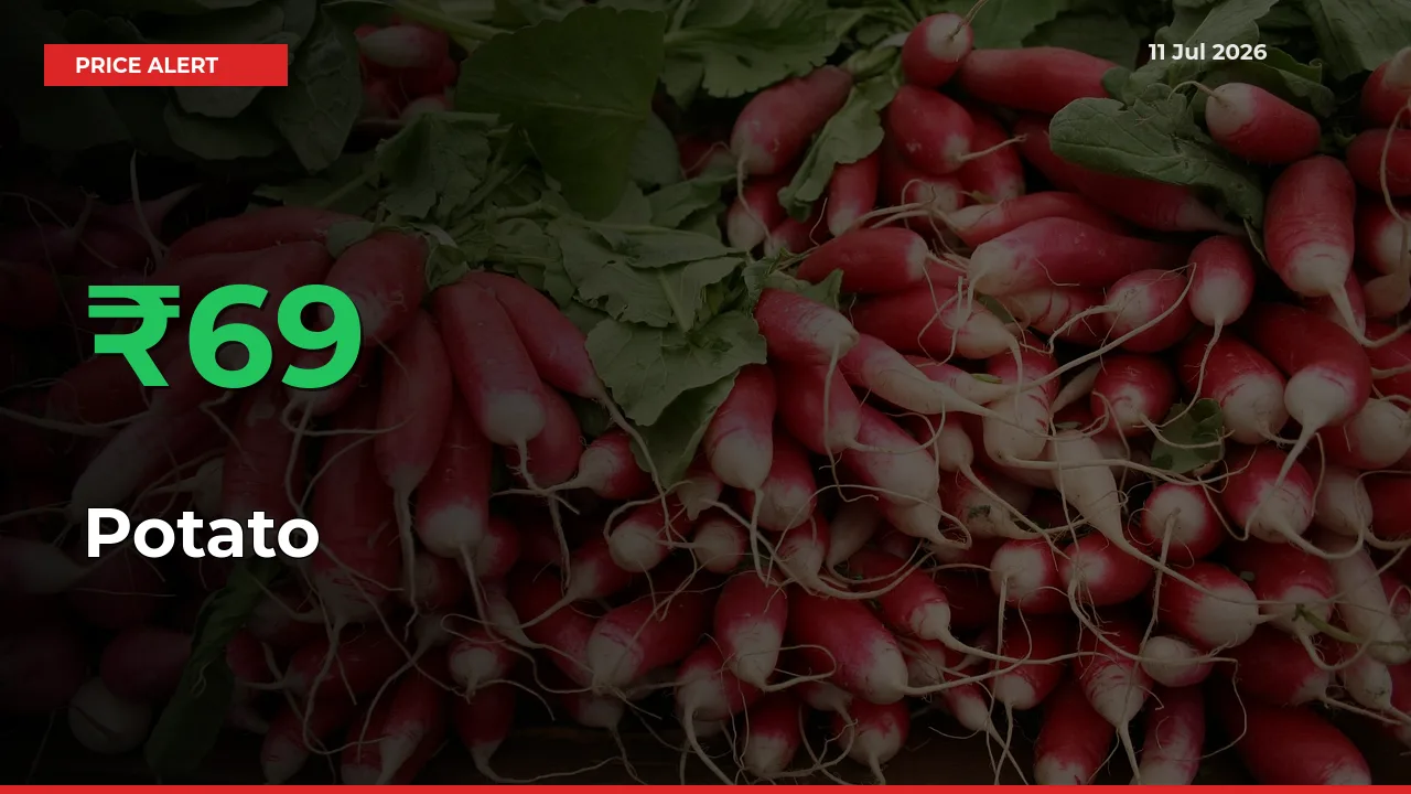 69.35% Spike in Potato Prices – Mandi Sees Sudden Rally