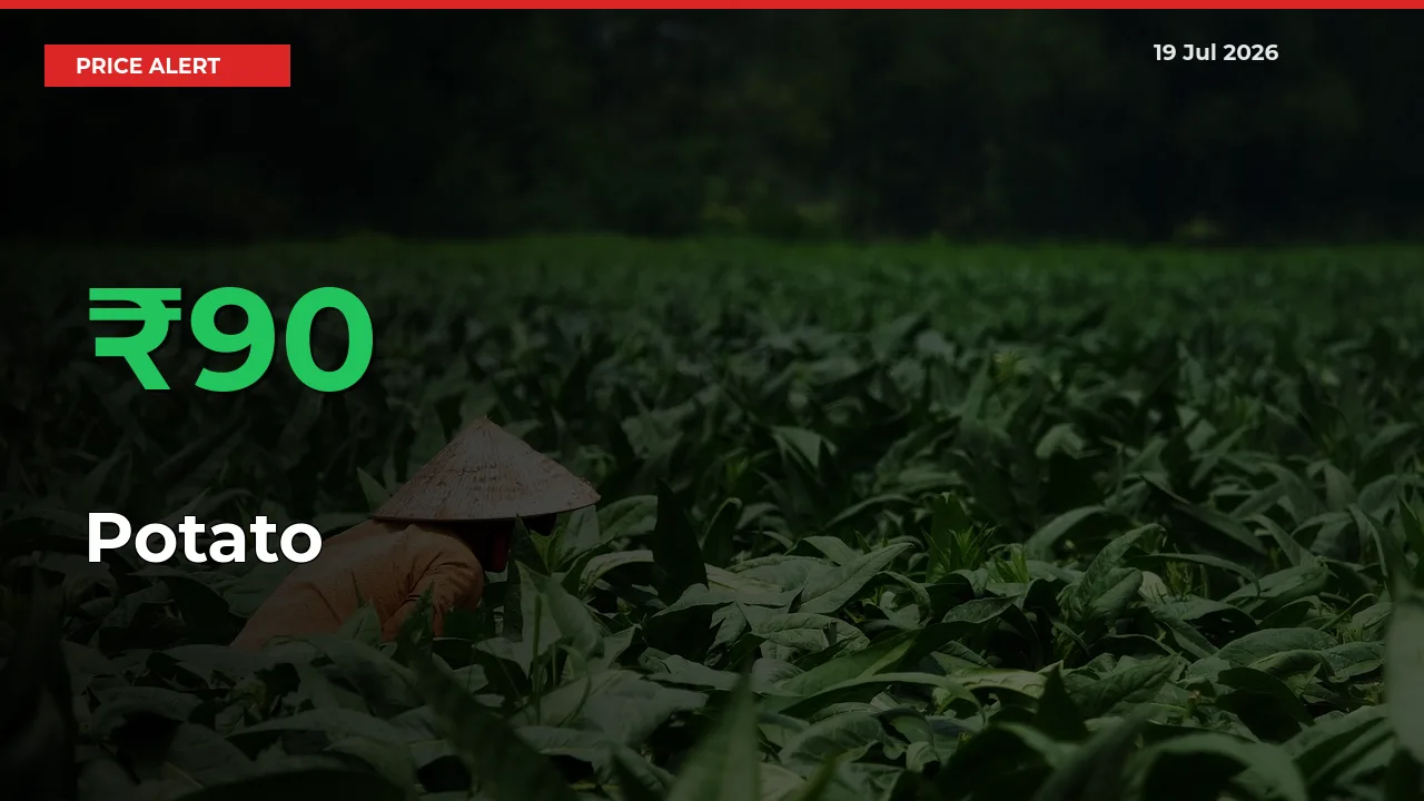 Sudden 90.24% Rally in Potato Prices Across Mandis