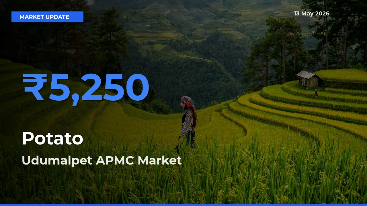 Market Watch: Udumalpet APMC Becomes Top Mandi for Potato