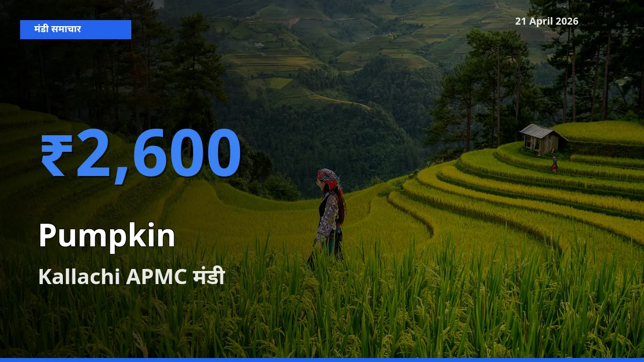 टॉप मंडी बना Kallachi APMC! कद्दू के सबसे ऊँचे दाम यहीं दर्ज