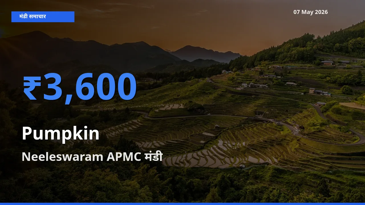 किसानों की पसंद बना Neeleswaram APMC, कद्दू के सबसे अच्छे दाम