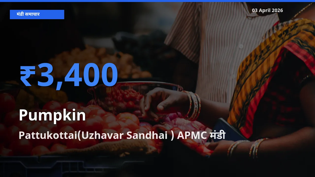 Pattukottai(Uzhavar Sandhai ) APMC मंडी में कद्दू ₹3,400 पर पहुँचा – आज का सर्वोच्च भाव