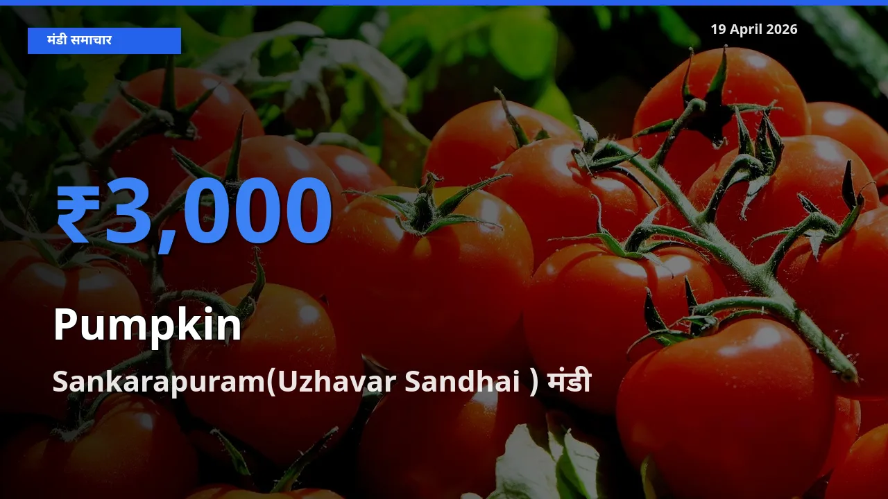 Sankarapuram(Uzhavar Sandhai ) मंडी में कद्दू ₹3,000 पर पहुँचा – आज का सर्वोच्च भाव