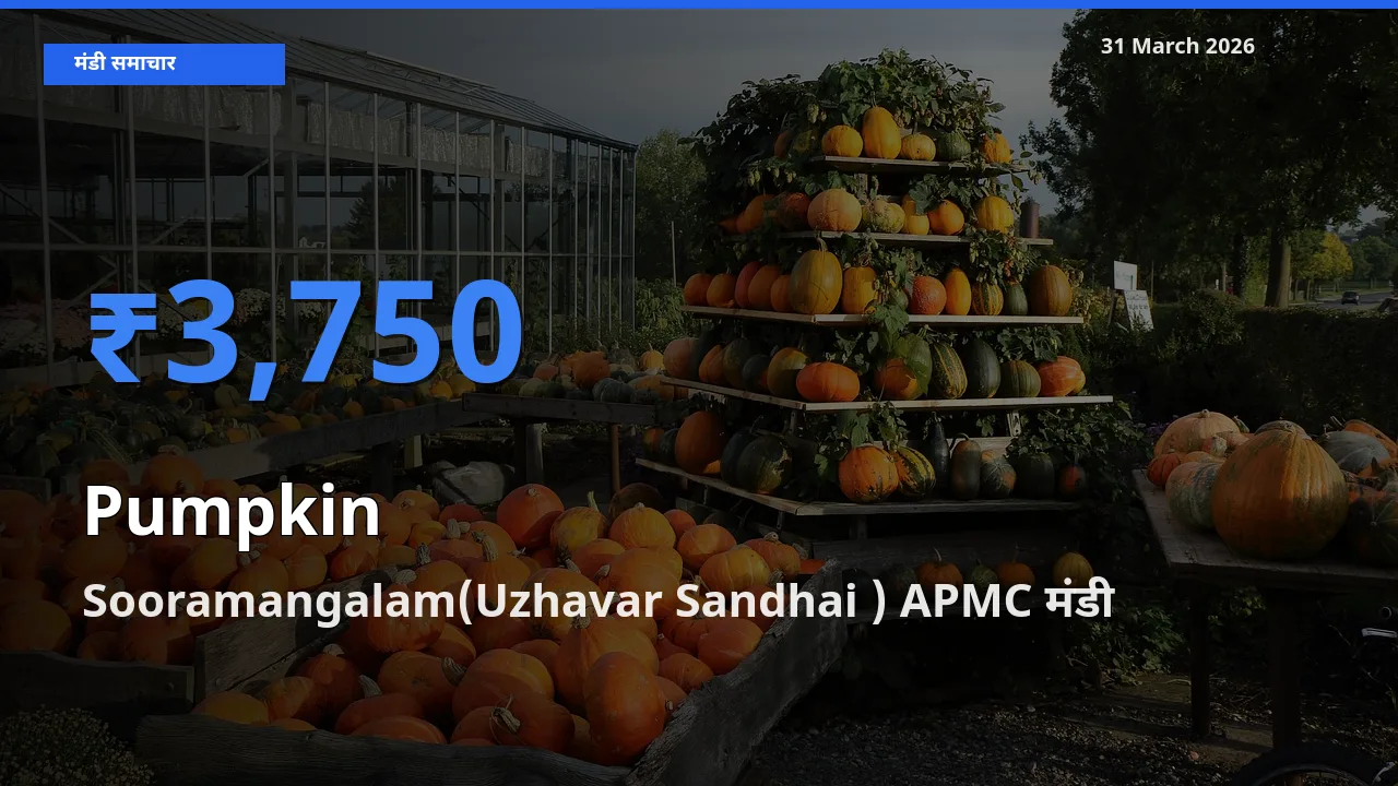 Sooramangalam(Uzhavar Sandhai ) APMC मंडी में कद्दू ₹3,750 पर पहुँचा – आज का सर्वोच्च भाव