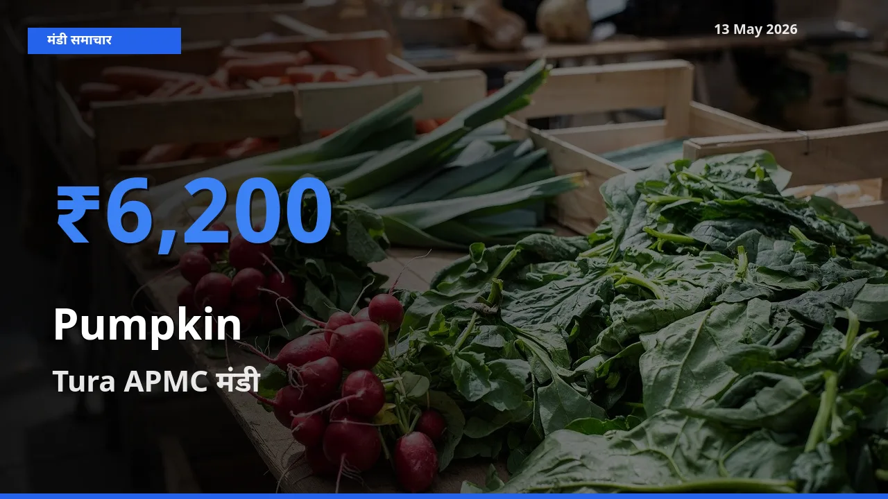 आज कद्दू के सबसे ऊँचे दाम ₹6,200 Tura APMC मंडी में