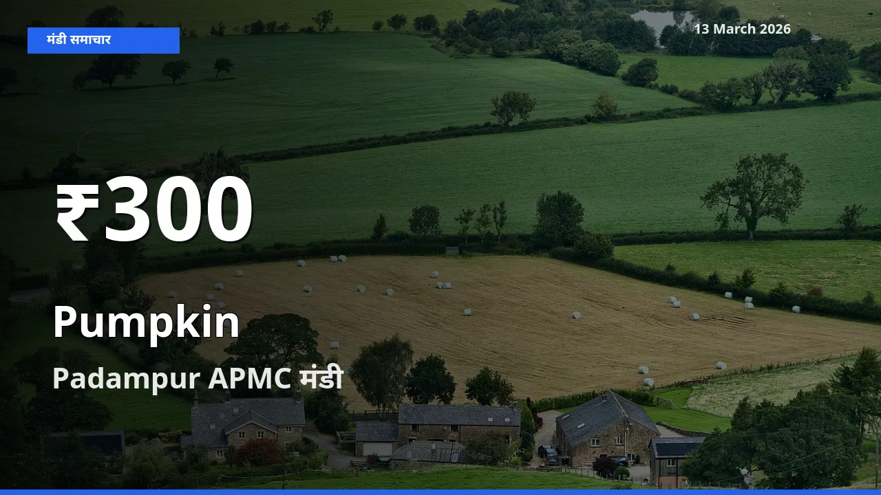 तेज़ गिरावट! Padampur APMC में कद्दू के दाम 30 दिन के निचले स्तर पर