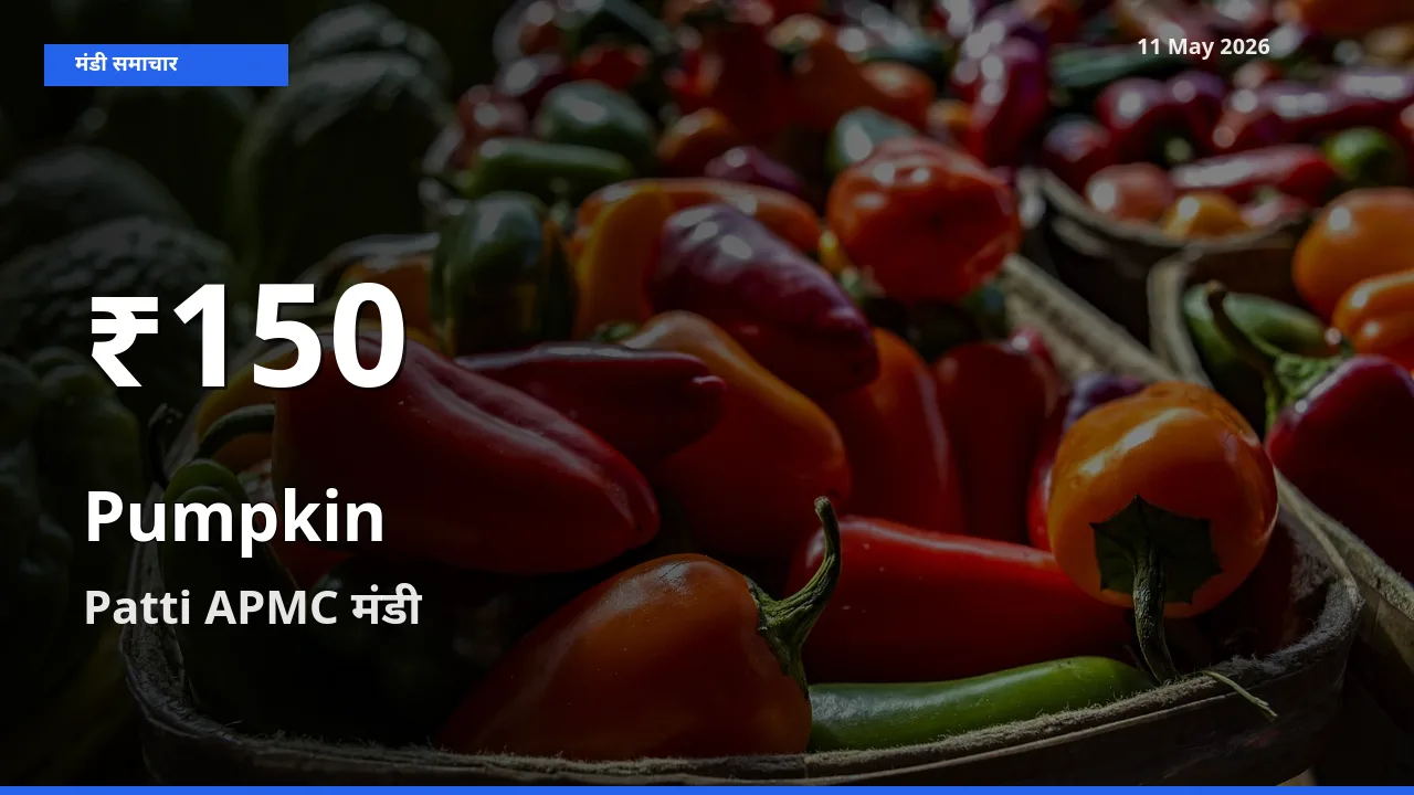 Patti APMC में कद्दू ₹150 पर गिरा – 30 दिन का न्यूनतम भाव