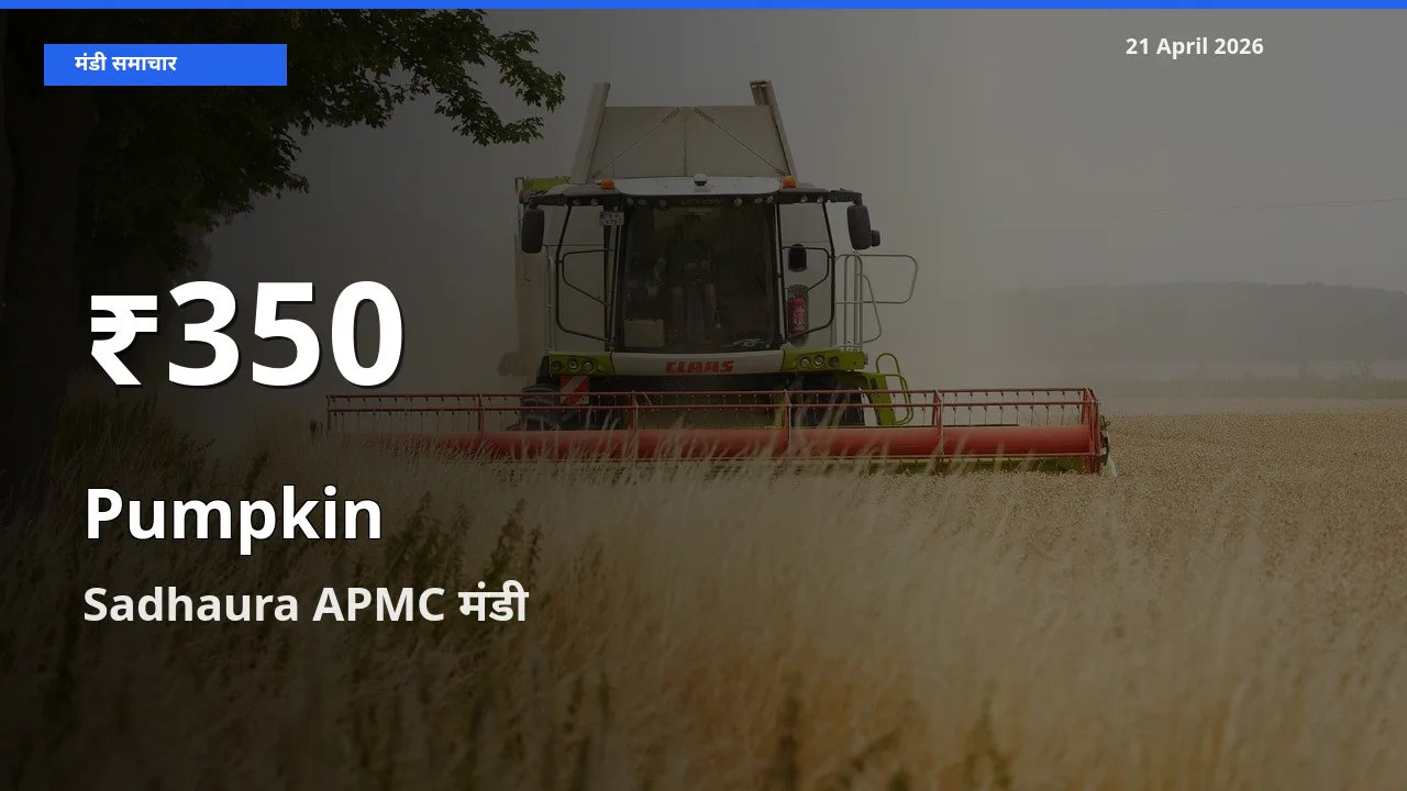 कद्दू के दाम 30 दिनों के सबसे निचले स्तर पर, Sadhaura APMC