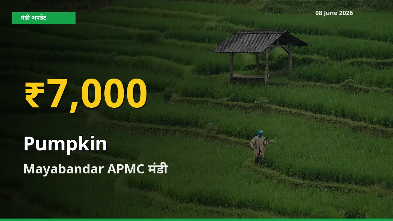 किसानों के लिए खुशखबरी! Mayabandar APMC में कद्दू के दाम रिकॉर्ड स्तर पर