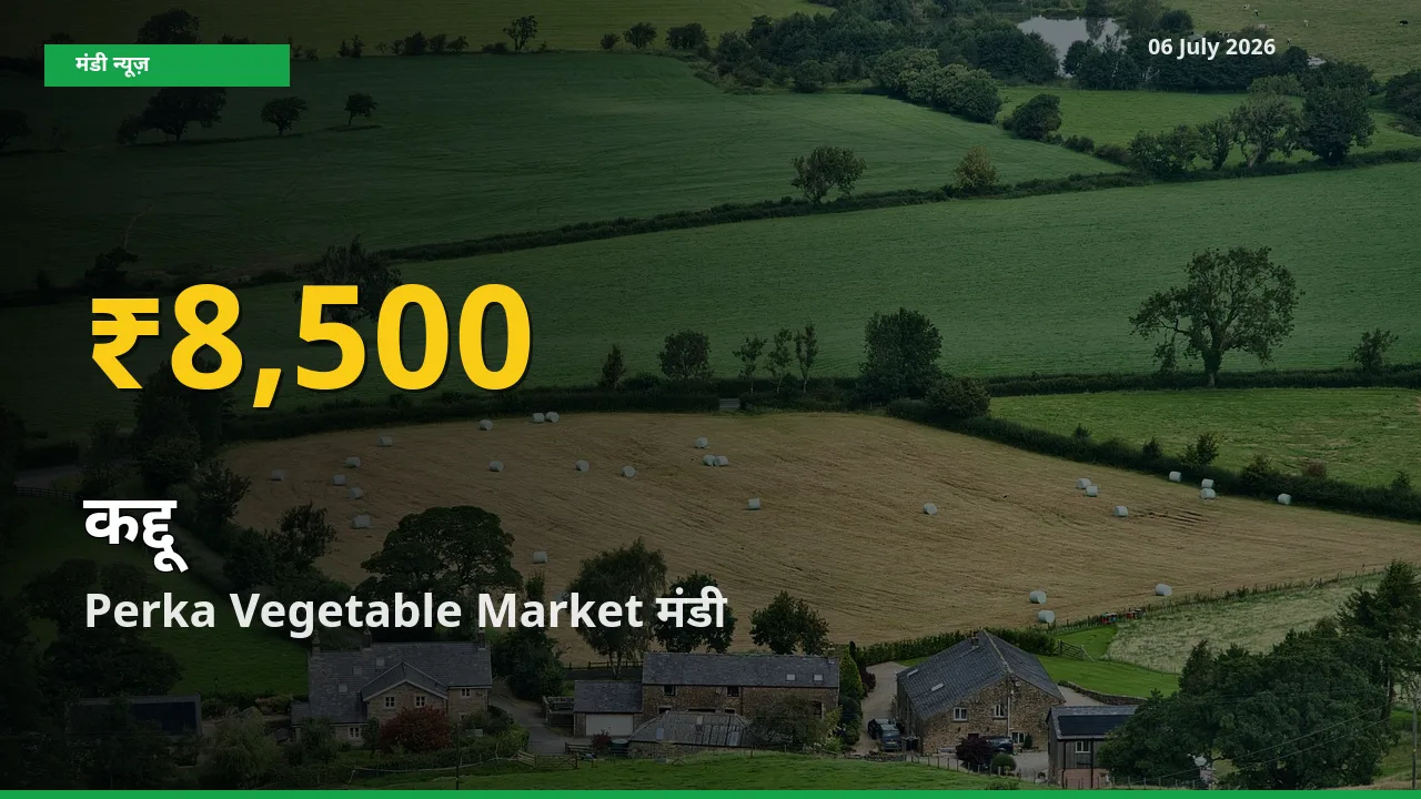 30 दिनों में सबसे ऊँचे स्तर पर कद्दू के दाम, Perka Vegetable Market में उछाल