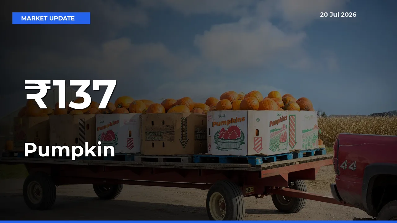 Multi-Mandi Trend Emerges as Pumpkin Prices Shift Across Key Markets