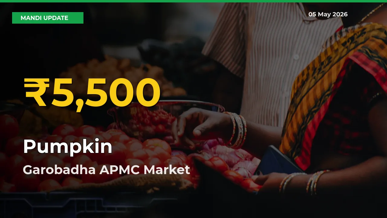 Farmers Benefit as Pumpkin Rate Touches New High in Garobadha APMC