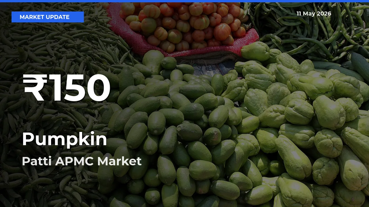 Pumpkin Mandi Rate Today: 30-Day Low Recorded in Patti APMC