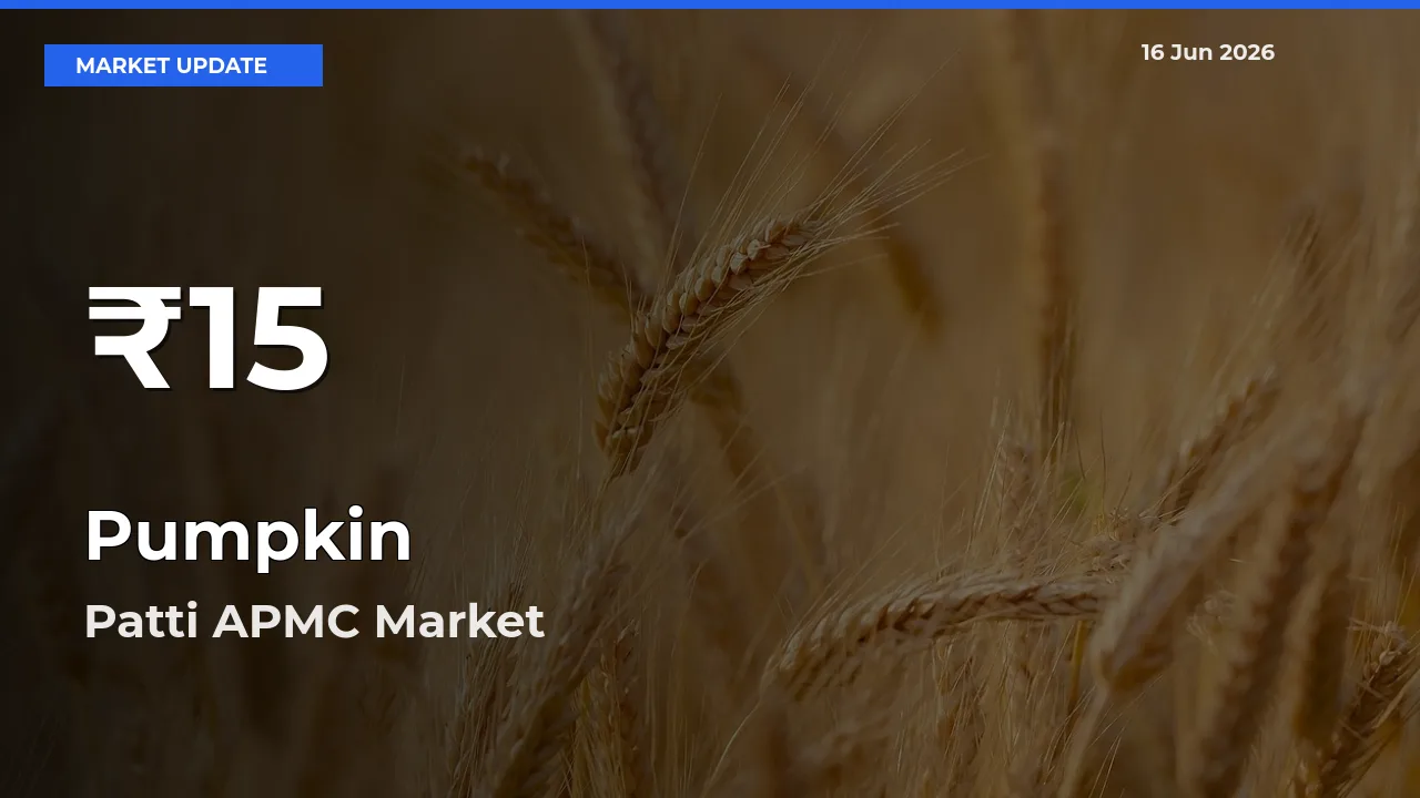 Pumpkin Hits 30-Day Low in Patti APMC