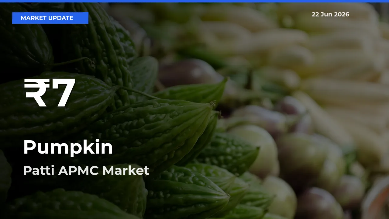 Sharp Fall! Pumpkin Prices Drop to 30-Day Low in Patti APMC