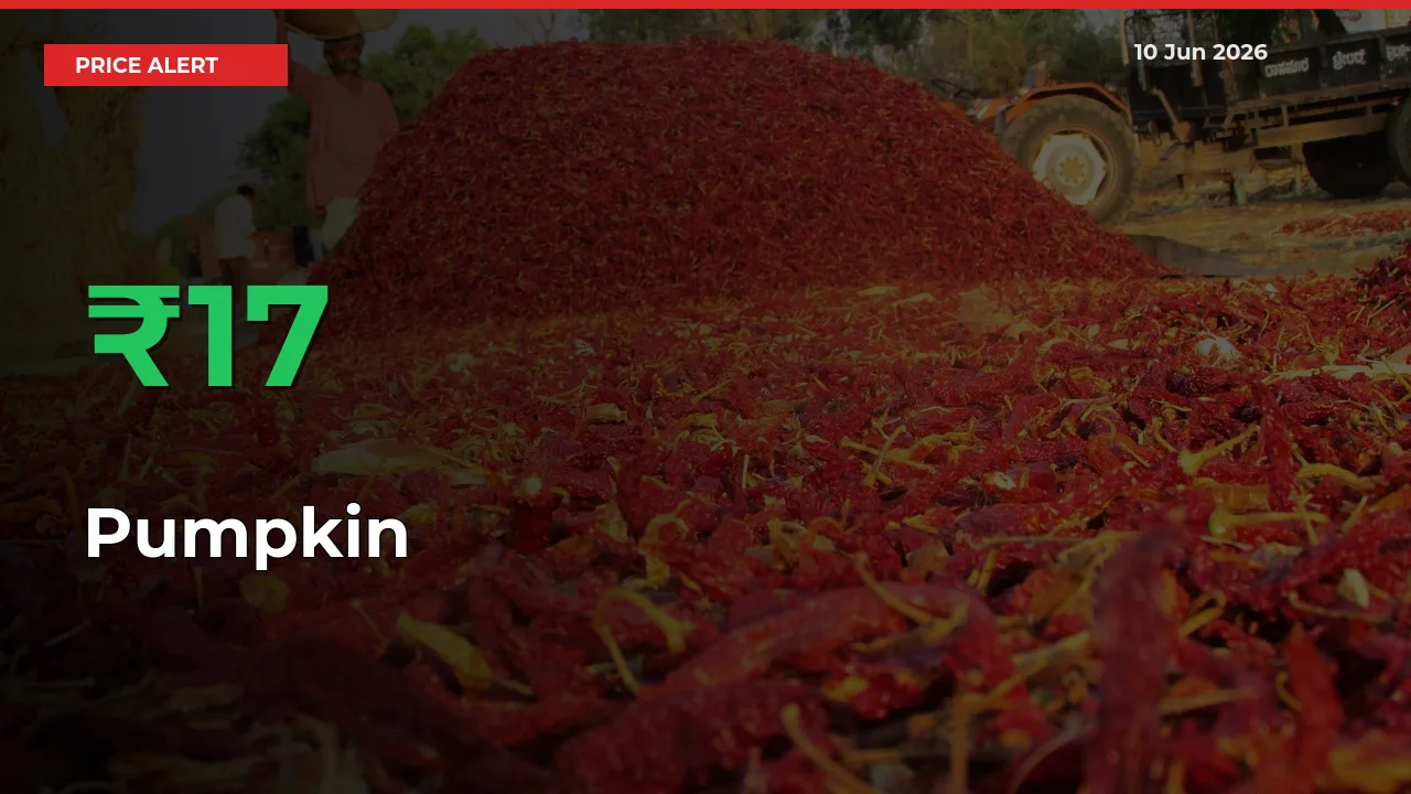 This Mandi Records 16.95% Jump in Pumpkin Prices