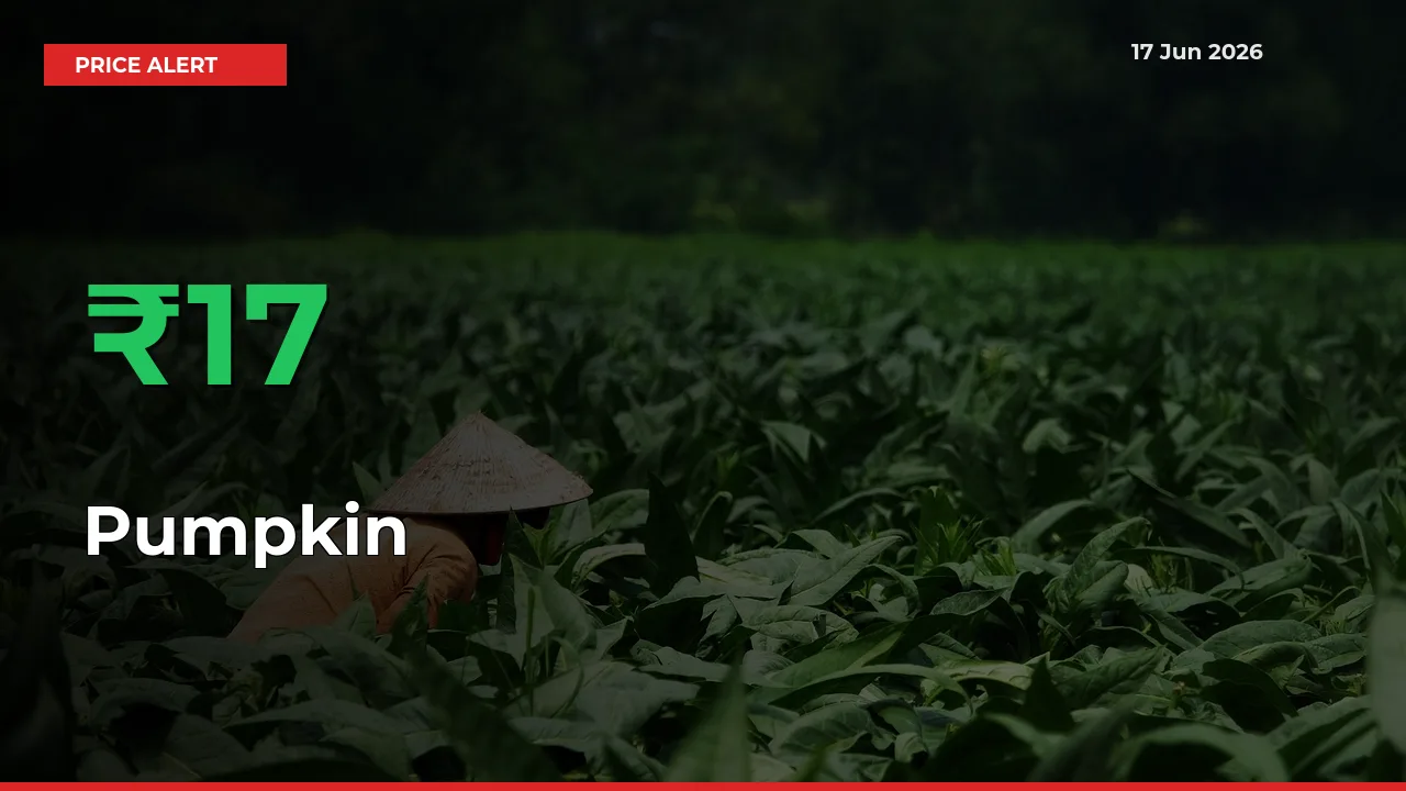 Sudden 16.71% Rally in Pumpkin Prices Across Mandis
