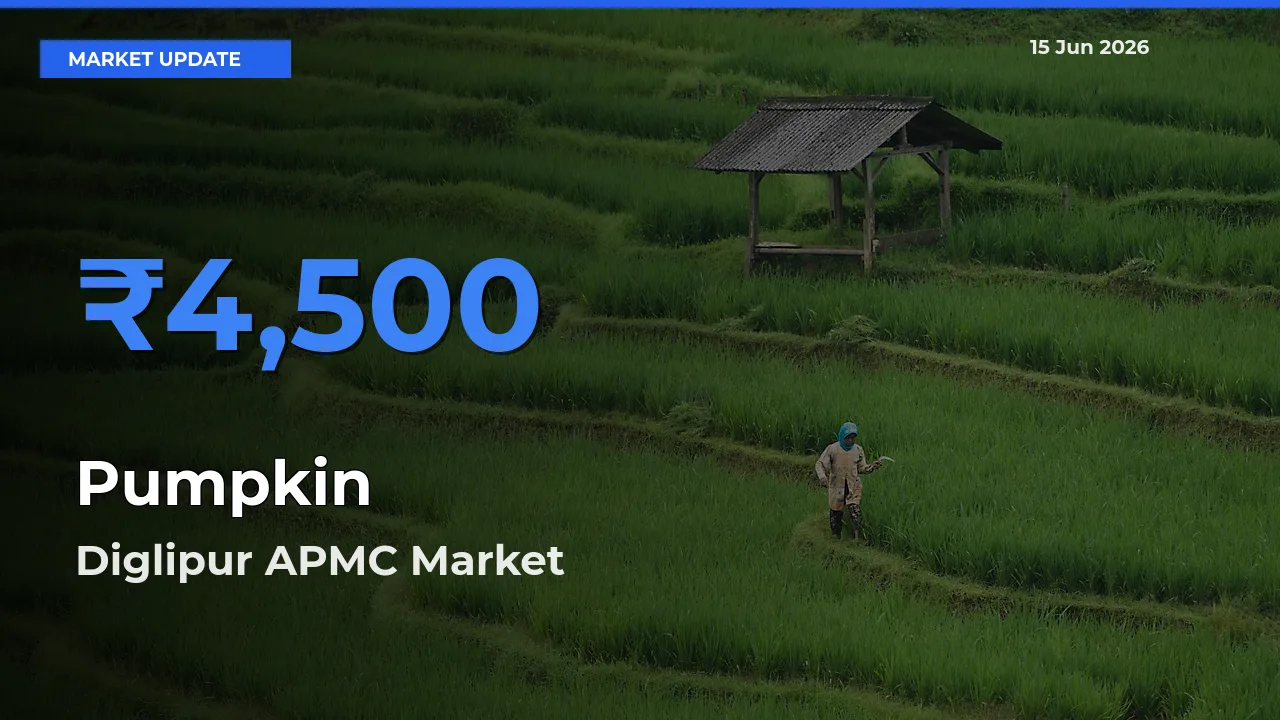 Market Watch: Diglipur APMC Becomes Top Mandi for Pumpkin