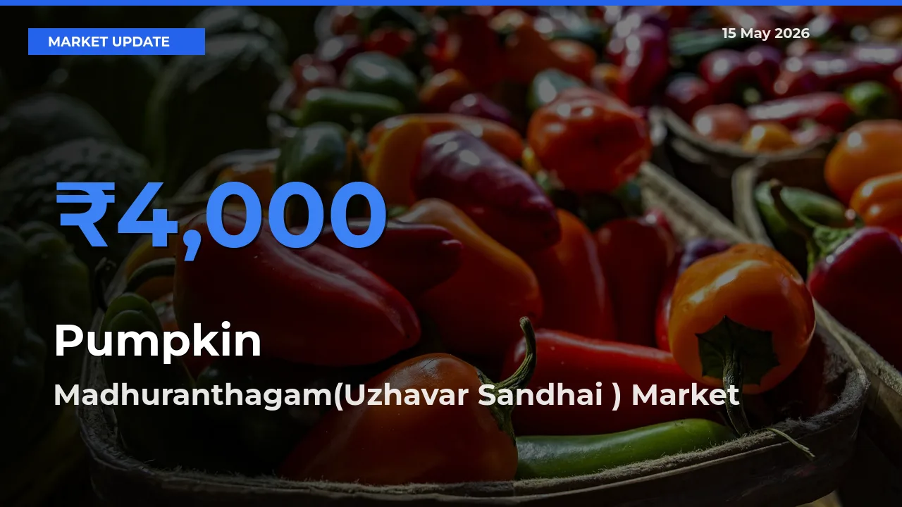 Madhuranthagam(Uzhavar Sandhai ) Offers ₹4,000 – Highest Pumpkin Rate Today