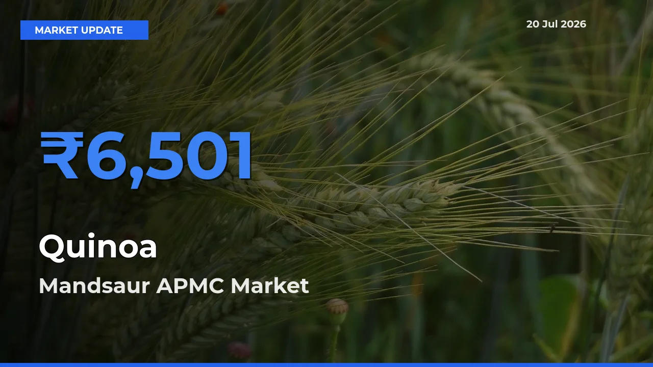 Mandsaur APMC Emerges as Top Mandi for Quinoa Prices Today