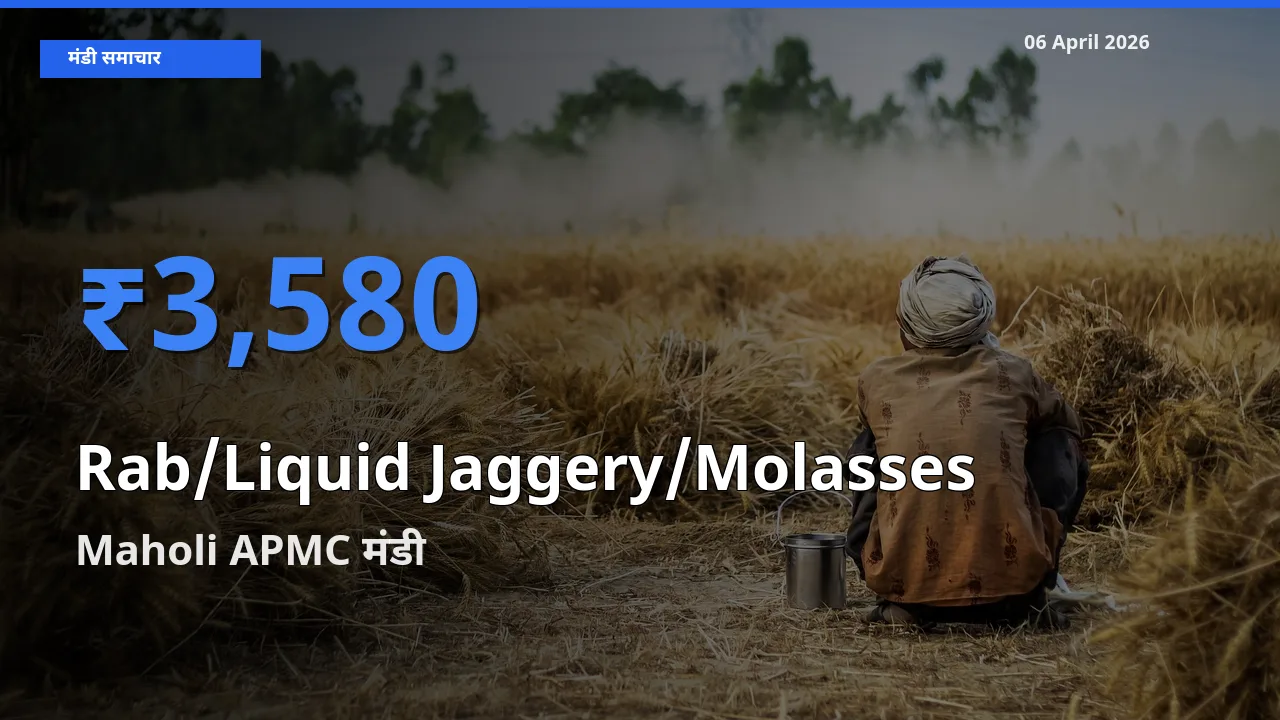आज Rab/Liquid Jaggery/Molasses के सबसे ज़्यादा दाम Maholi APMC मंडी में दर्ज