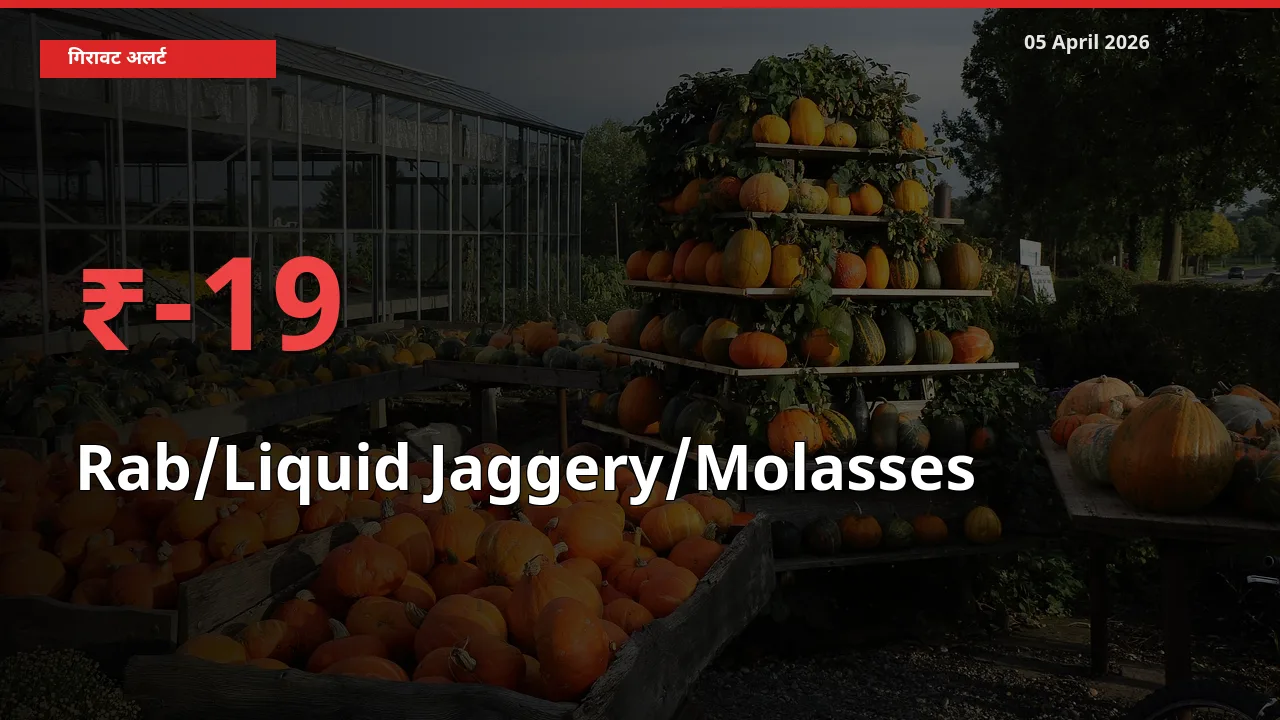 Rab/Liquid Jaggery/Molasses 19.01% गिरा, मंडी
