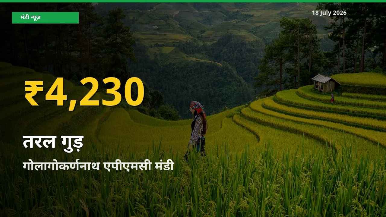 आज का मंडी भाव: गोलागोकर्णनाथ एपीएमसी में तरल गुड़ सबसे ऊँचे स्तर पर