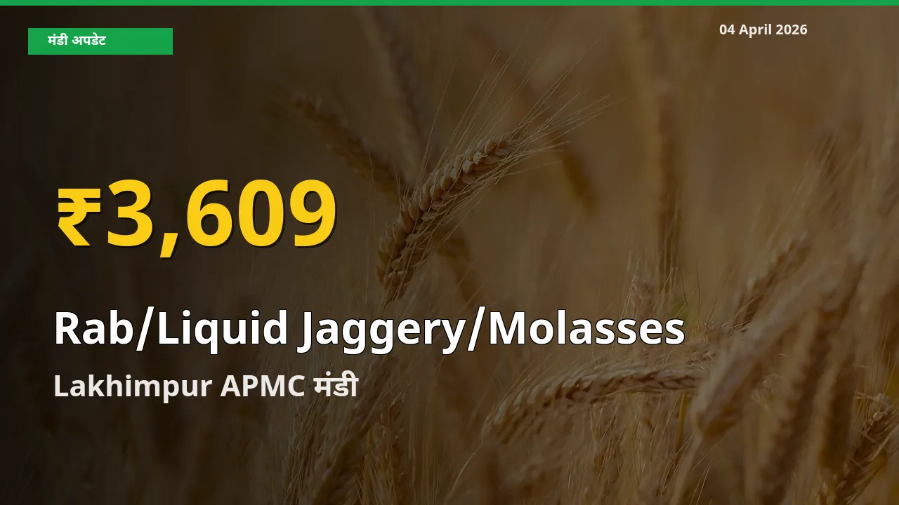 किसानों के लिए खुशखबरी! Lakhimpur APMC में Rab/Liquid Jaggery/Molasses के दाम रिकॉर्ड स्तर पर