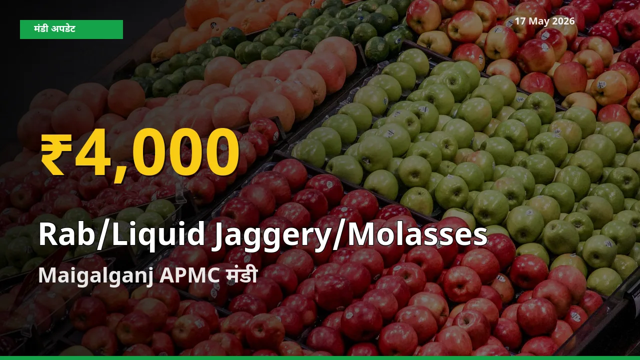 17 May अपडेट: Maigalganj APMC में तरल गुड़ के दाम रिकॉर्ड स्तर पर