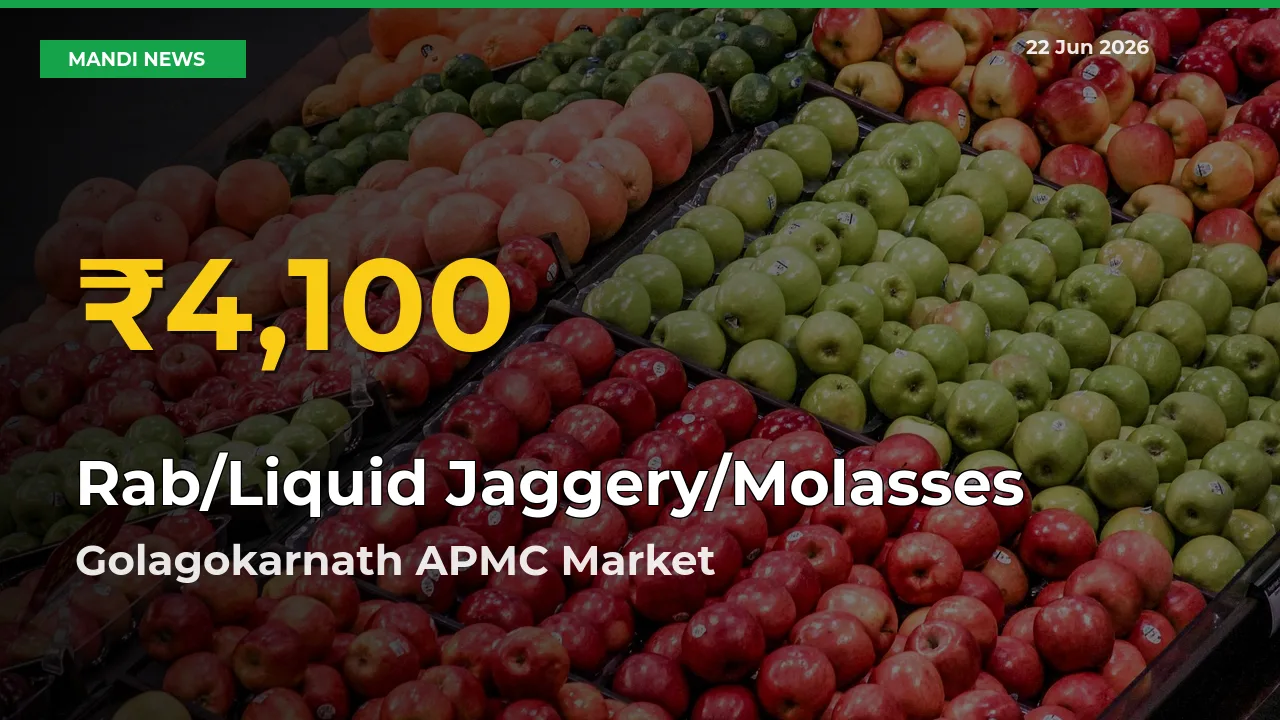 Rab/Liquid Jaggery/Molasses Price Rally Continues – Golagokarnath APMC Hits Fresh High Today