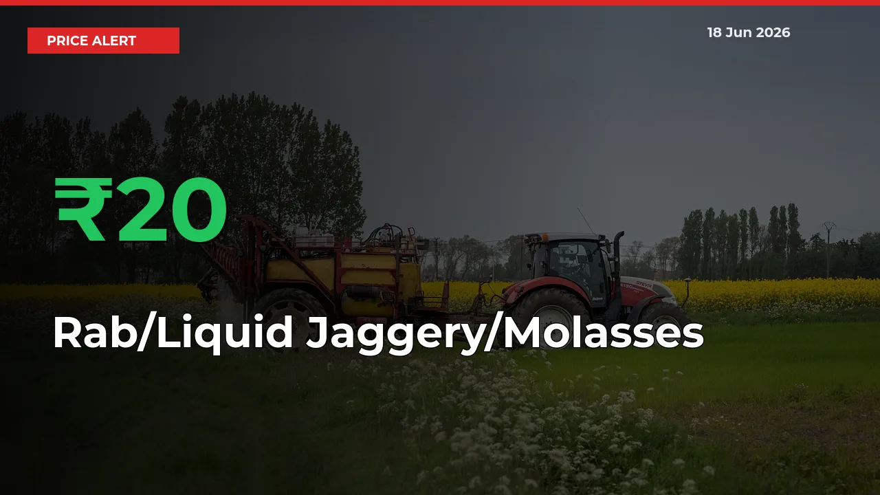 This Mandi Records 20.14% Jump in Rab/Liquid Jaggery/Molasses Prices