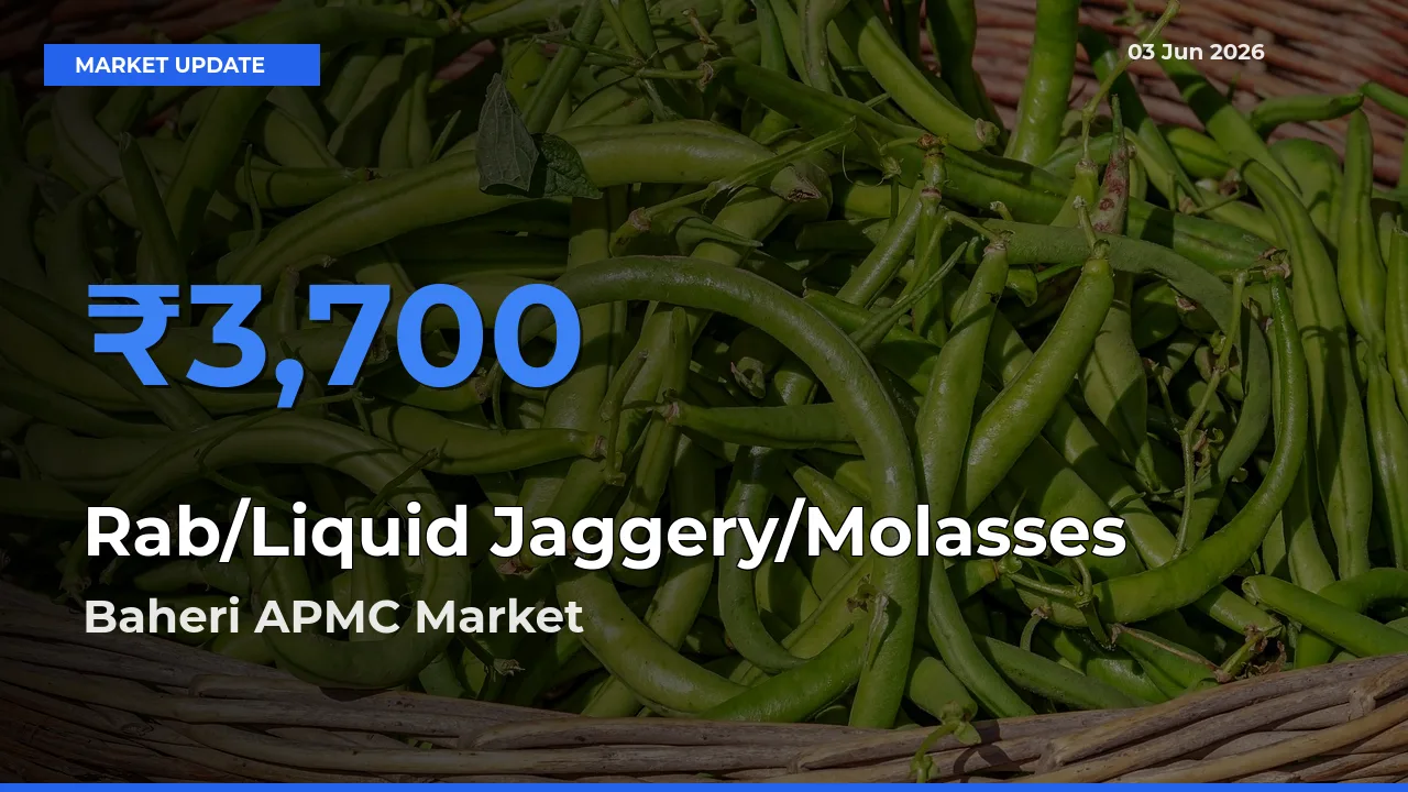Top Performer! Baheri APMC Offers Best Rab/Liquid Jaggery/Molasses Price Today