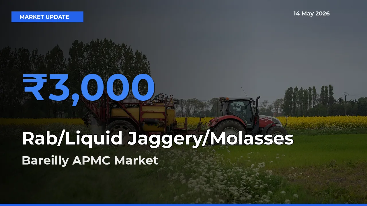 Bareilly APMC Emerges as Top Mandi for Rab/Liquid Jaggery/Molasses Prices Today