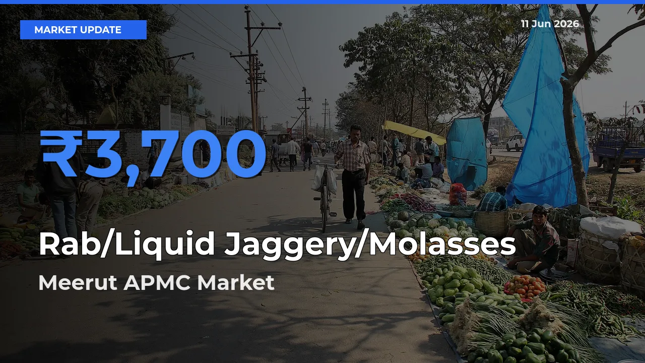 Meerut APMC Leads as Top Mandi for Rab/Liquid Jaggery/Molasses Prices