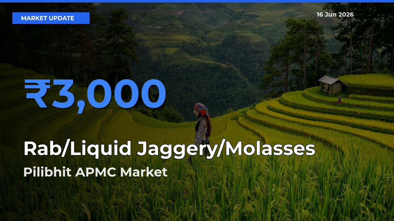 Farmers Prefer Pilibhit APMC as Rab/Liquid Jaggery/Molasses Hits Highest Rate