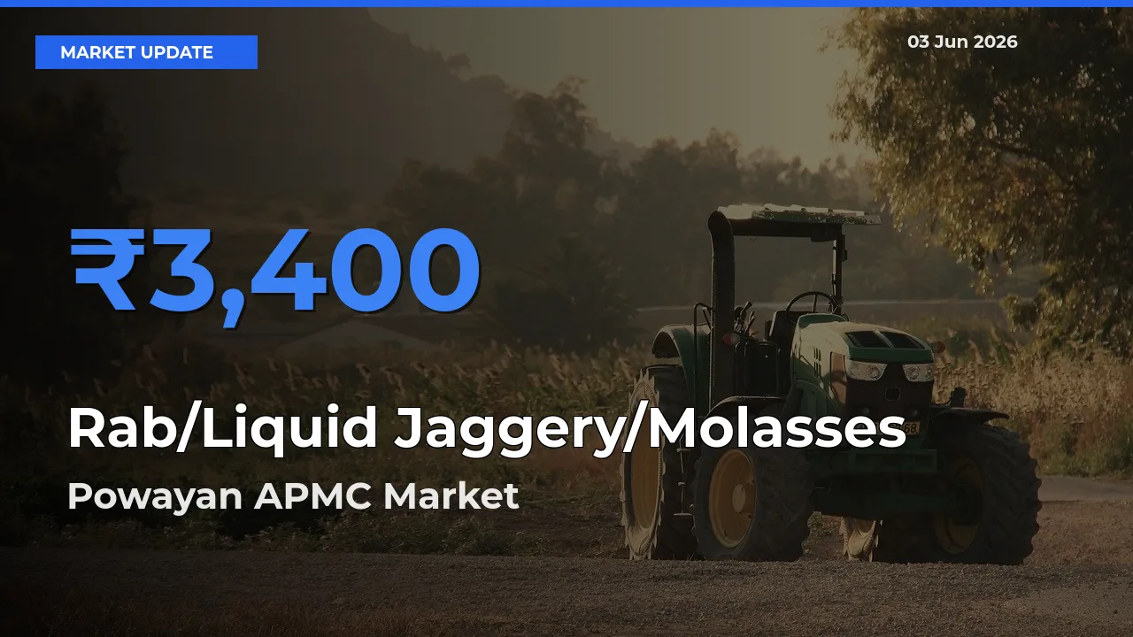 Rab/Liquid Jaggery/Molasses Mandi Rate Today: Powayan APMC Tops the List