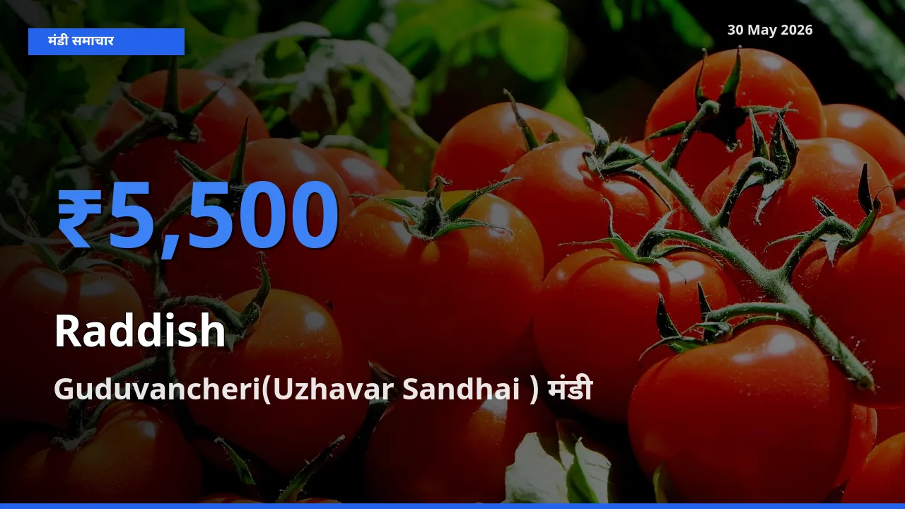आज का मंडी भाव: मूली के सबसे ज़्यादा दाम Guduvancheri(Uzhavar Sandhai ) में