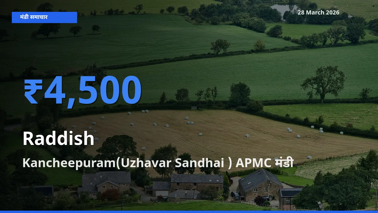 आज मूली के सबसे ज़्यादा दाम Kancheepuram(Uzhavar Sandhai ) APMC मंडी में दर्ज