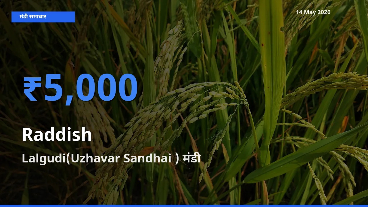 Lalgudi(Uzhavar Sandhai ) मंडी में मूली ₹5,000 पर पहुँचा – आज का सर्वोच्च भाव