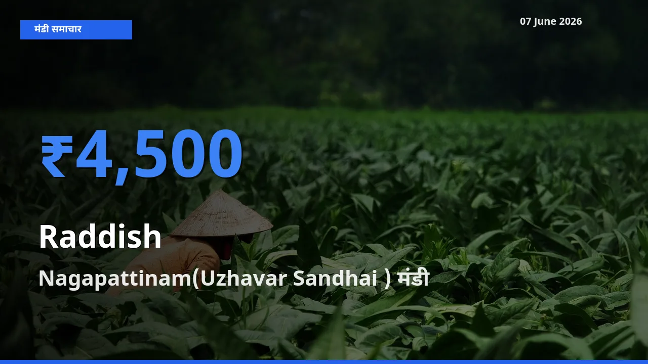आज मूली के सबसे ज़्यादा दाम Nagapattinam(Uzhavar Sandhai ) मंडी में दर्ज