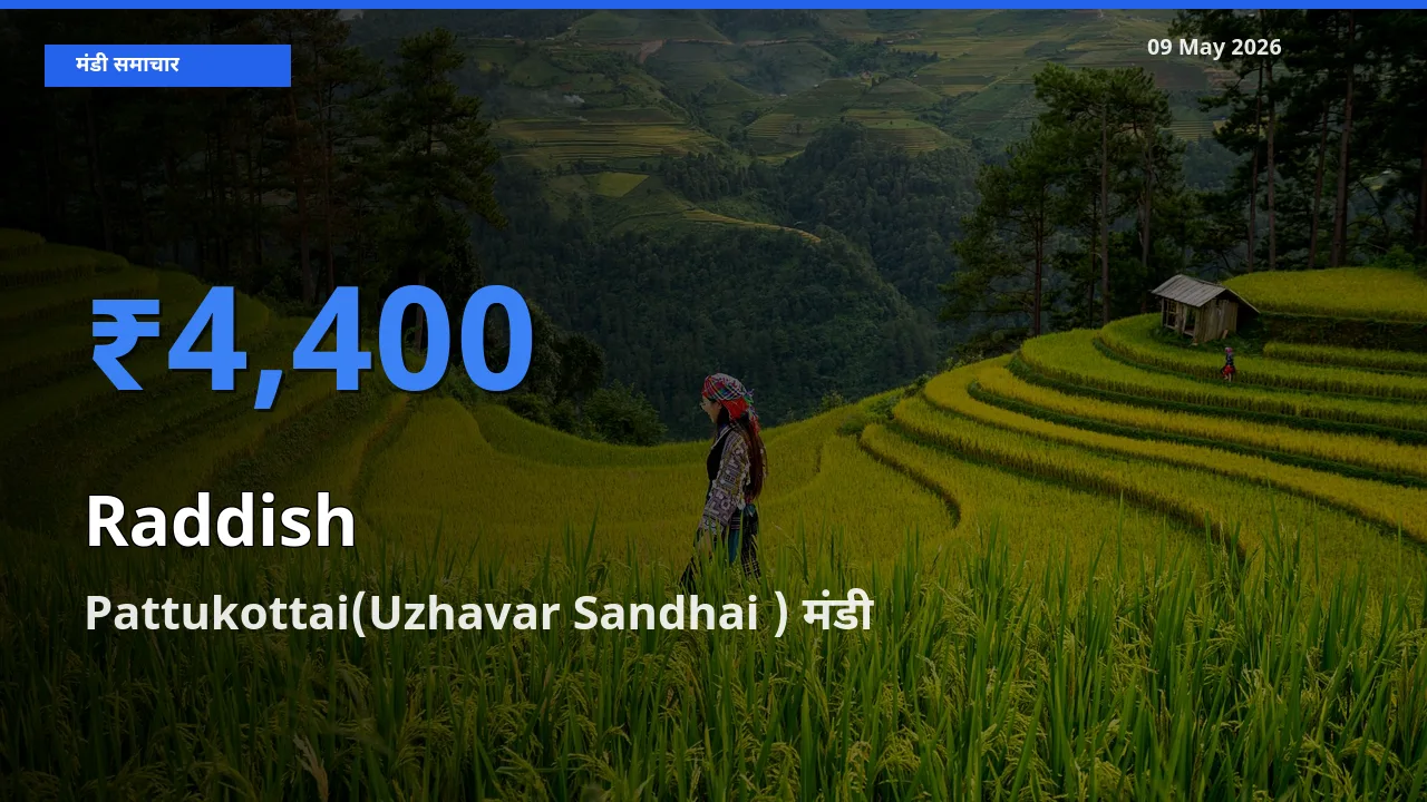 Pattukottai(Uzhavar Sandhai ) मंडी में मूली ₹4,400 पर पहुँचा – आज का सर्वोच्च भाव