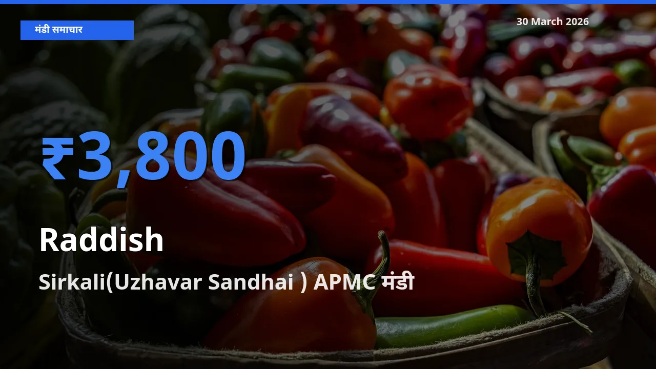 आज मूली के सबसे ऊँचे दाम ₹3,800 Sirkali(Uzhavar Sandhai ) APMC मंडी में