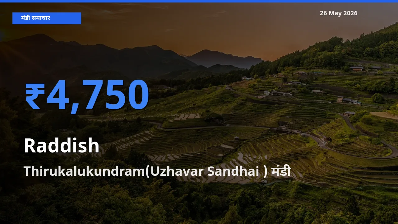 Thirukalukundram(Uzhavar Sandhai ) में मूली का आज सबसे ऊँचा भाव