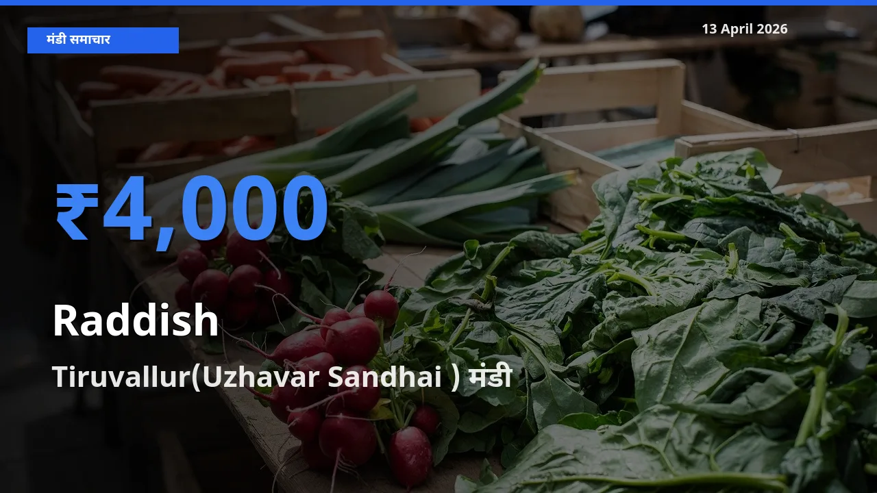 बाज़ार संकेत: Tiruvallur(Uzhavar Sandhai ) बना मूली के लिए आज की टॉप मंडी