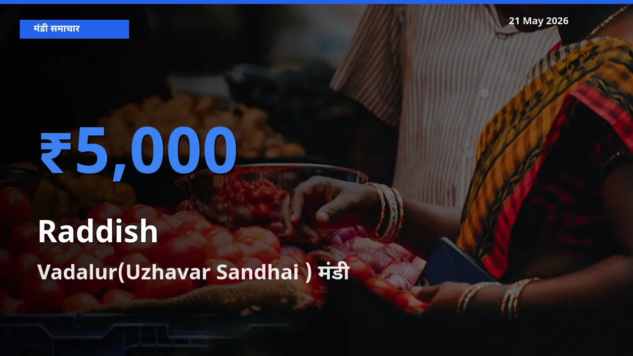 21 May अपडेट: मूली के सबसे ऊँचे दाम Vadalur(Uzhavar Sandhai ) मंडी में