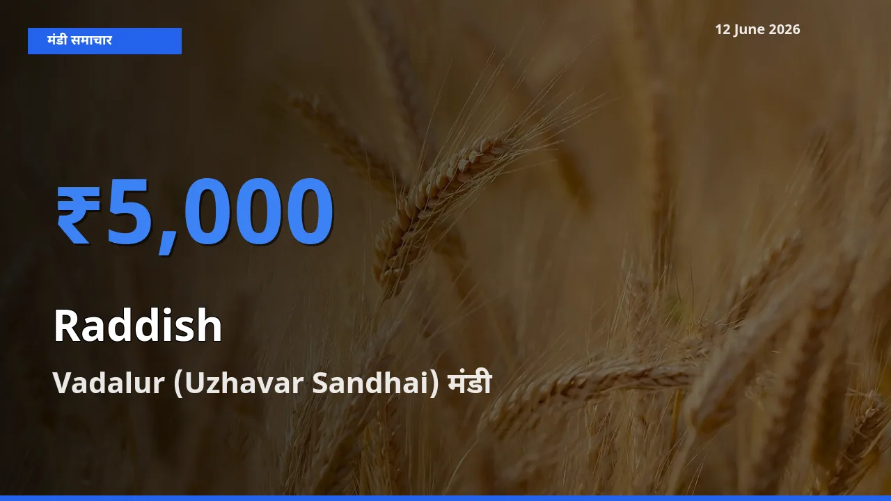 Vadalur (Uzhavar Sandhai) में मूली का आज सबसे ऊँचा भाव