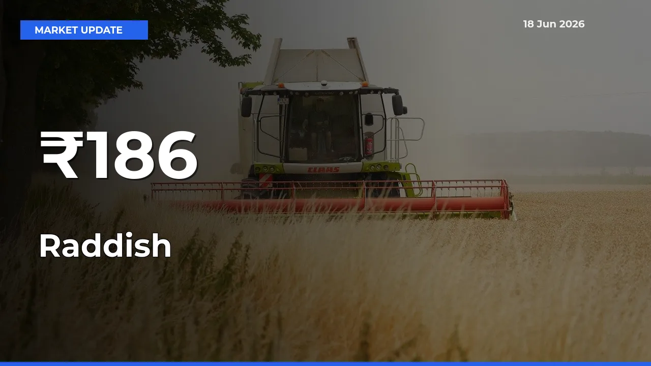 Why Raddish Prices Are Moving Across Multiple Mandis Today