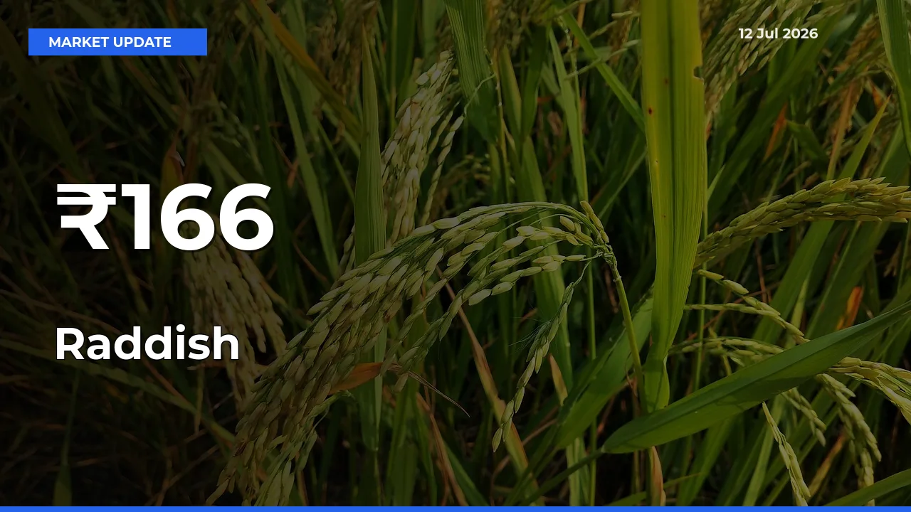 Raddish Prices Trend Across 166+ Mandis – Market Direction Turns Clear