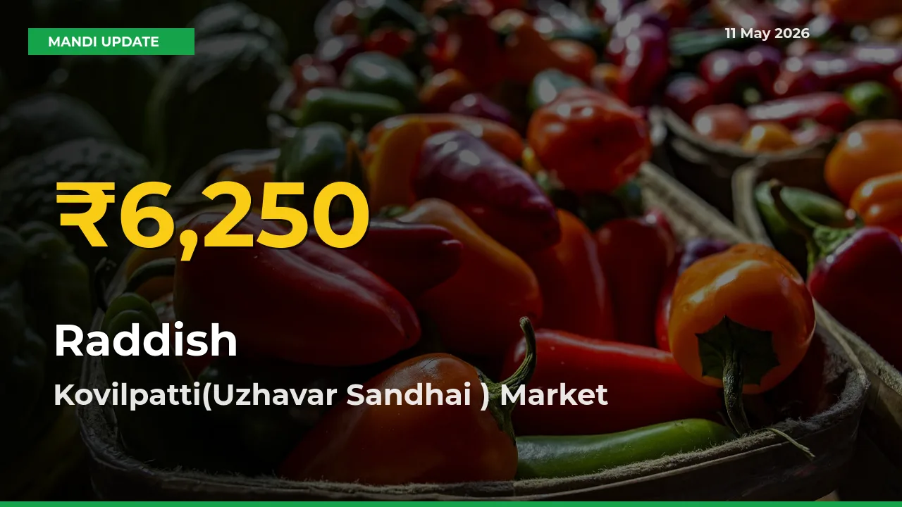 Big Jump in Raddish Prices! Kovilpatti(Uzhavar Sandhai ) Records New Peak Today